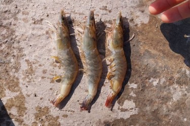 Các mục tiêu kháng vi-rút tiềm năng trong quá trình nhiễm vi-rút hoại tử cơ ở tôm thẻ chân trắng