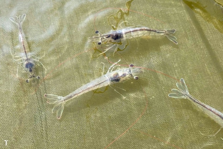 Những hiện tượng lạ trong ao nuôi dễ bị nhầm là bệnh