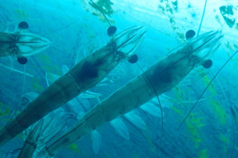 Xác định khung giờ tôm ăn mạnh nhất để giảm hệ số FCR