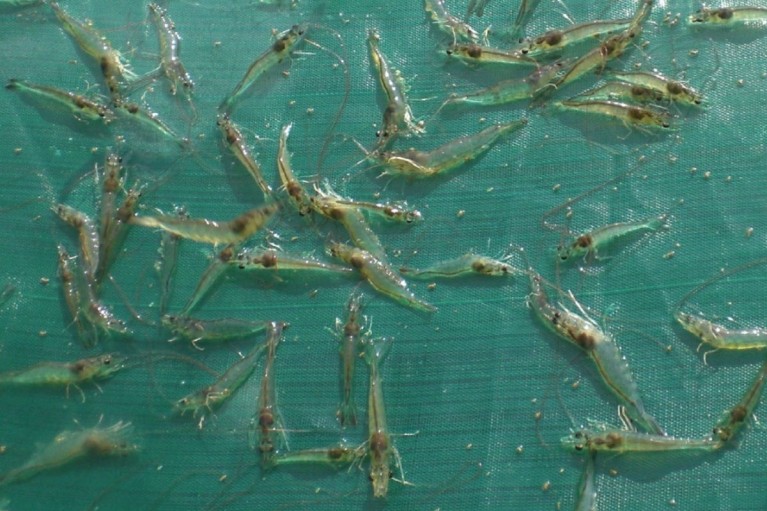 Bí quyết tập ăn từ nhỏ cho tôm