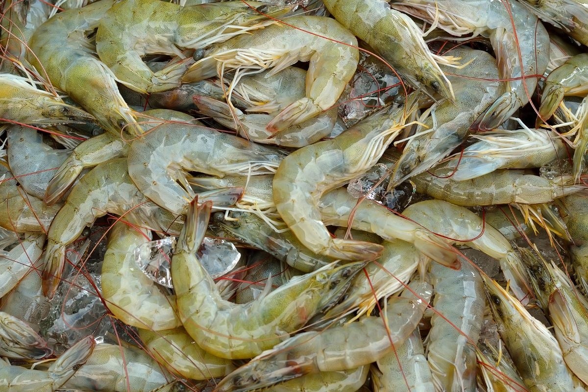 Cuộc đổi ngôi ngoạn mục của các thị trường xuất khẩu thủy sản năm 2025