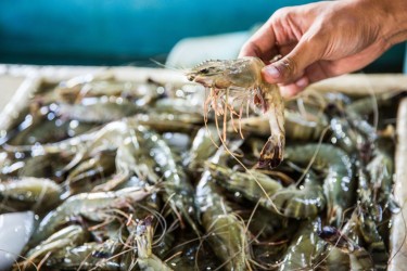 Doanh nghiệp thủy sản bị ép giá: Người nuôi và người lao động chịu thiệt