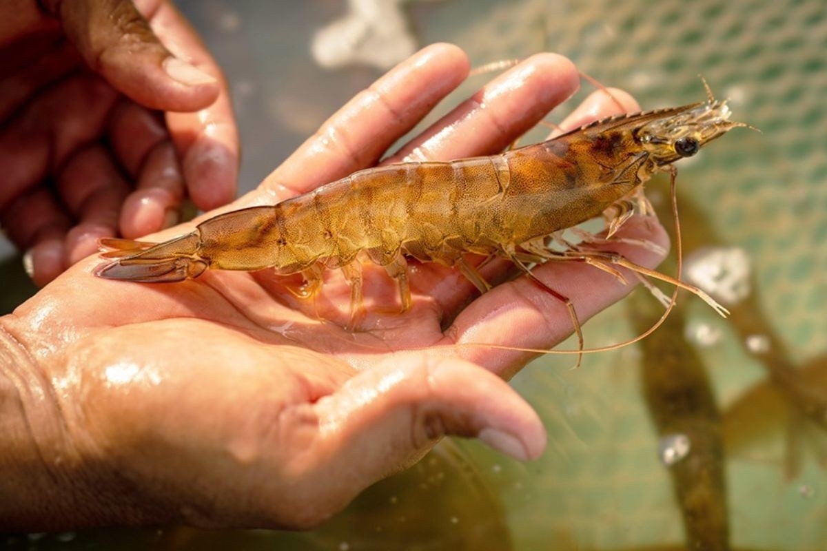 Phân biệt tôm yếu gan, teo gan và hoại tử: Nhìn cho đúng để cứu tôm kịp thời