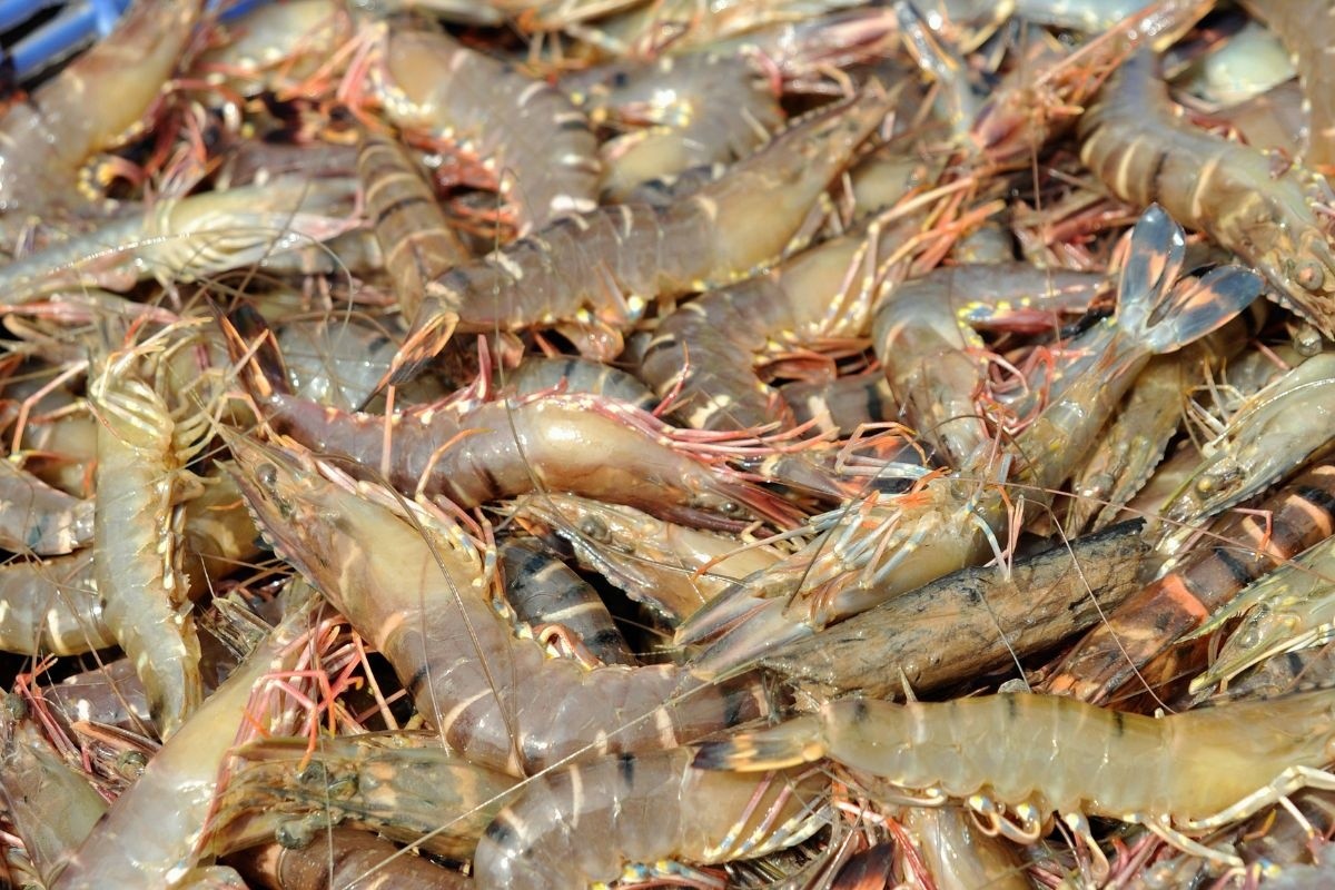 Thương lái đang thay đổi cách mua tôm như thế nào?