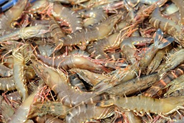 Thương lái đang thay đổi cách mua tôm như thế nào?