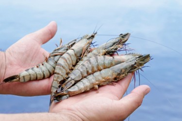 Cẩn thận bẫy lợi nhuận khi nuôi tôm về size lớn