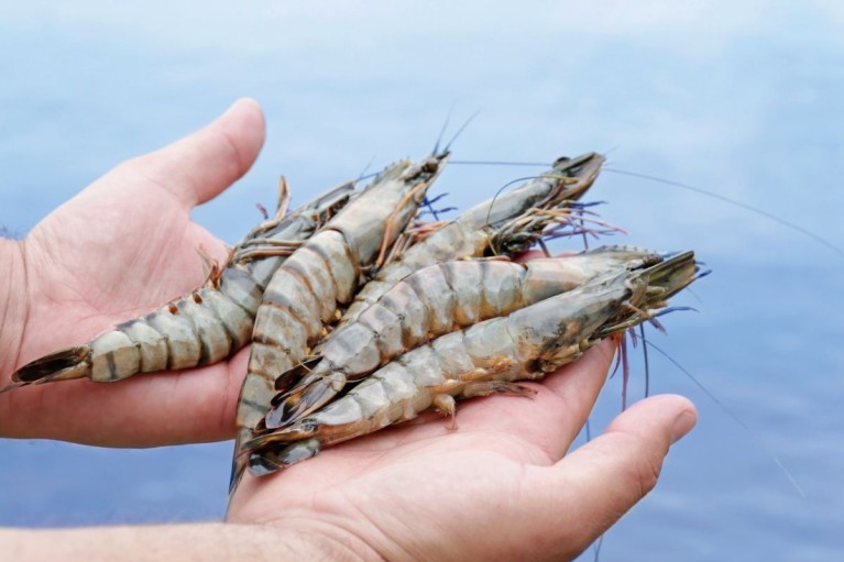 Cẩn thận bẫy lợi nhuận khi nuôi tôm về size lớn