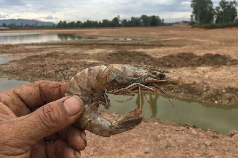 Xâm nhập mặn 2026: Mưa trái mùa nhưng mặn vẫn lấn sâu