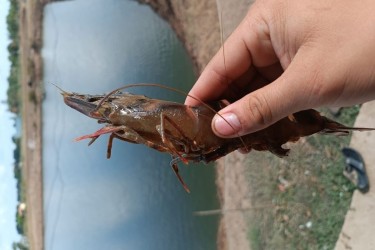 Cách xử lý khi tôm bị đóng rong và bám bẩn đuôi trong ao nuôi cũ