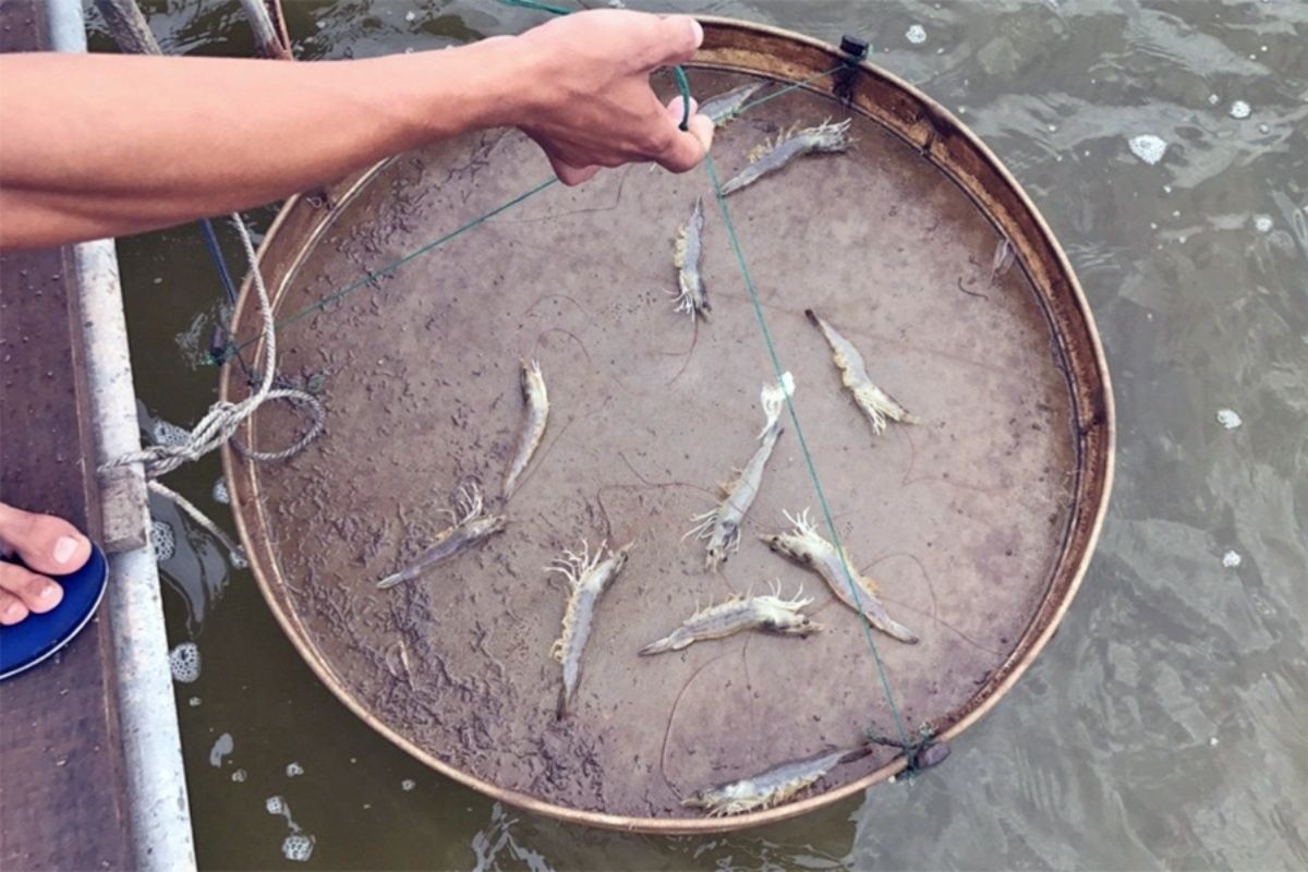 Hướng xử lý khi tôm chết rải rác cuối vụ