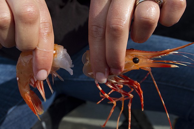 Vì sao không nên xay đầu tôm nấu canh?