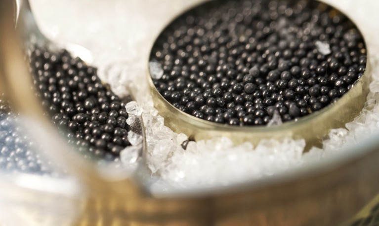 Cá tầm Việt Nam: Cuộc chiến giành thị phần trứng cá đen (Caviar) với các cường quốc